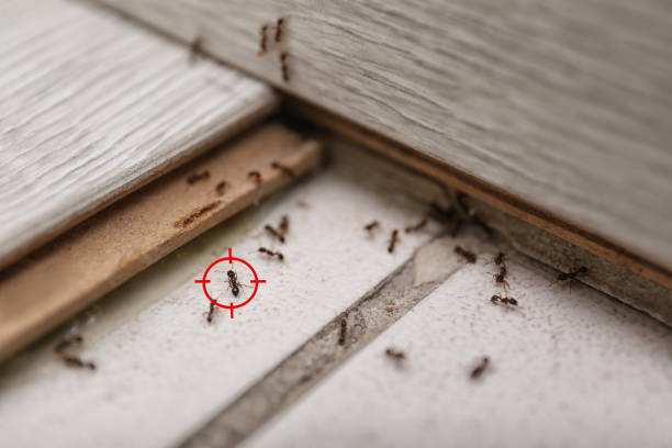 Best Bed Bug Extermination  in Trenton, IL